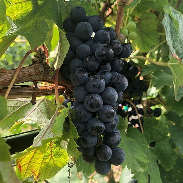 Merlot