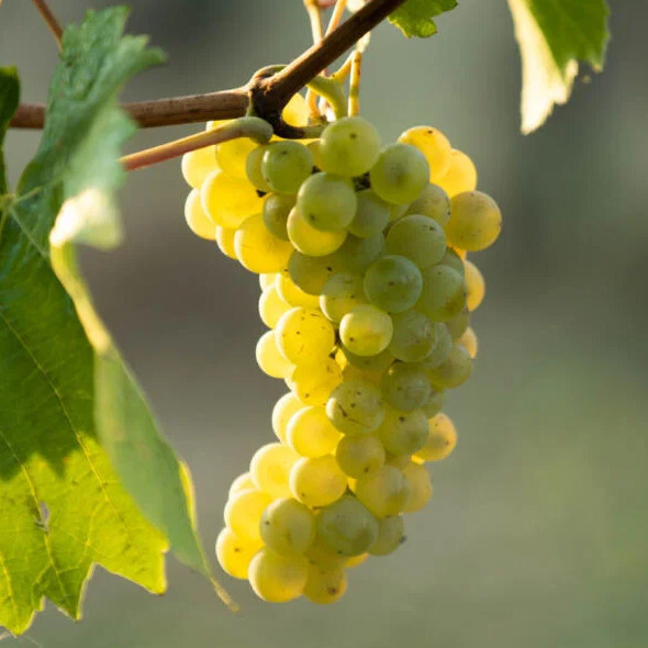 Pinot Blanc