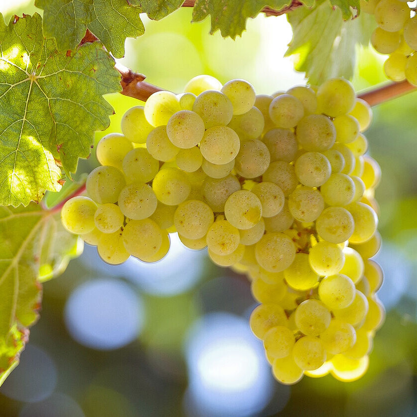 Riesling