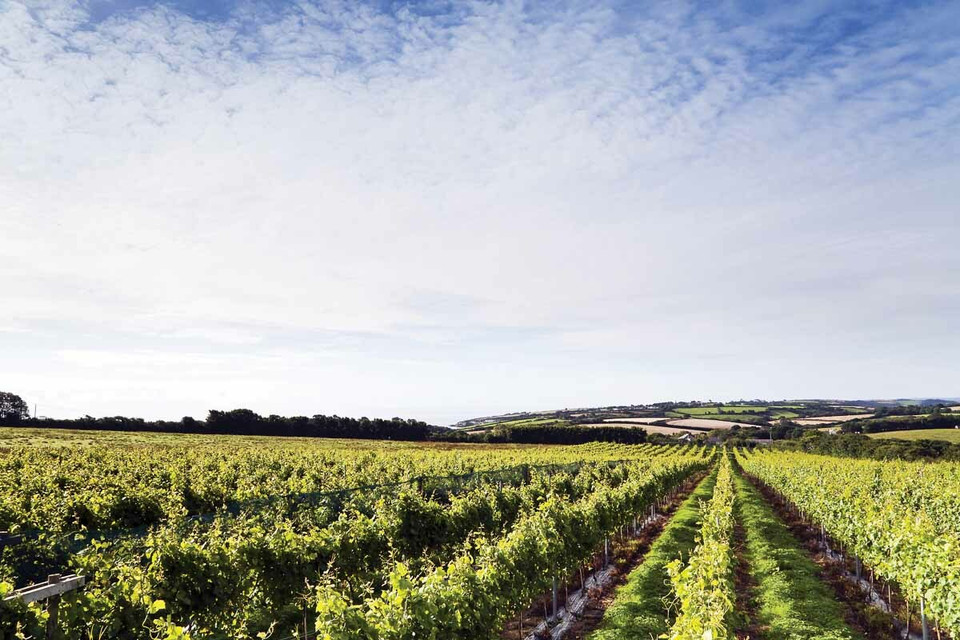 Knightor Vineyard