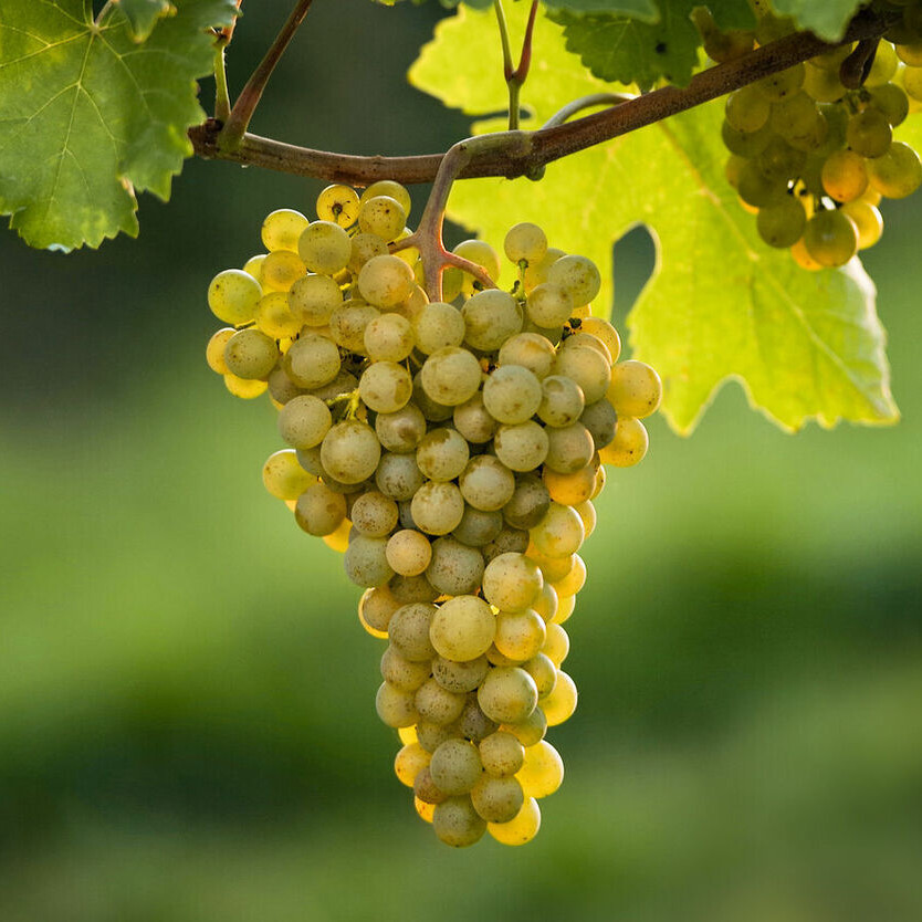 Grüner Veltliner