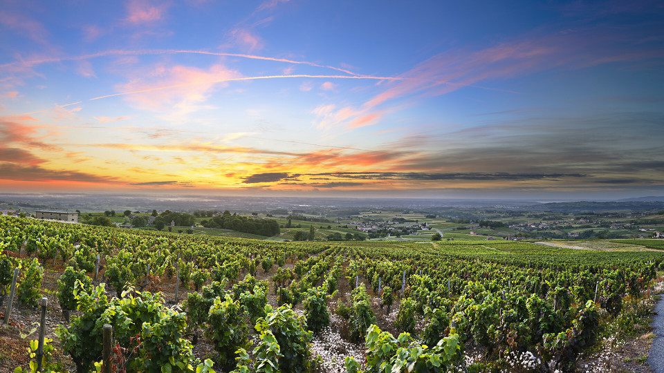Domaine Bel Avenir
