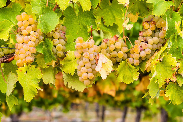 Chardonnay