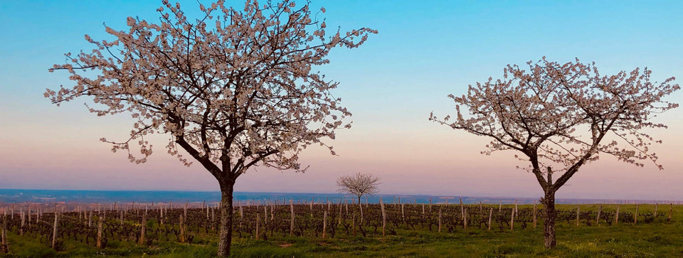 Domaine de Mont Joly