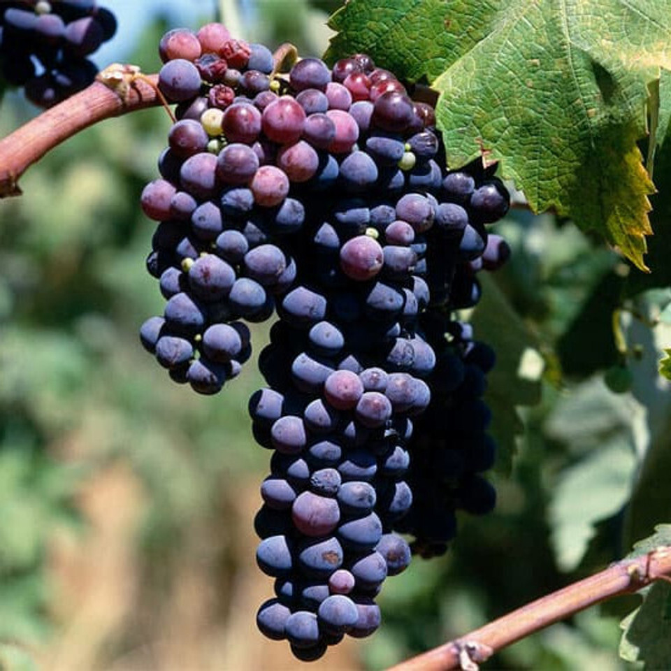 Pinotage