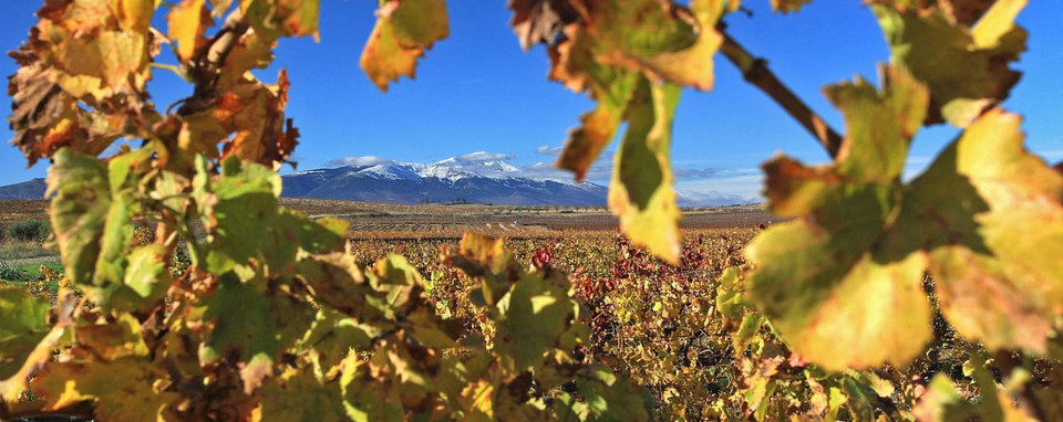 Bodegas Borsao