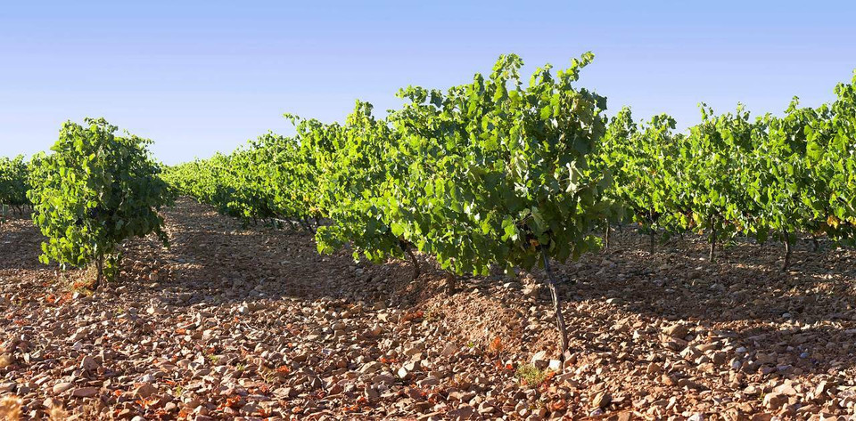 Bodegas San Valero
