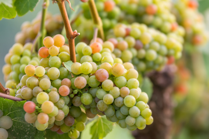 Gewürztraminer