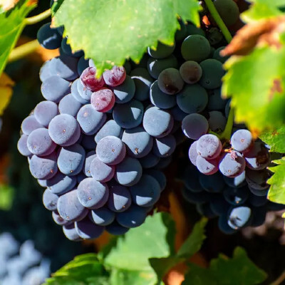 Carignan