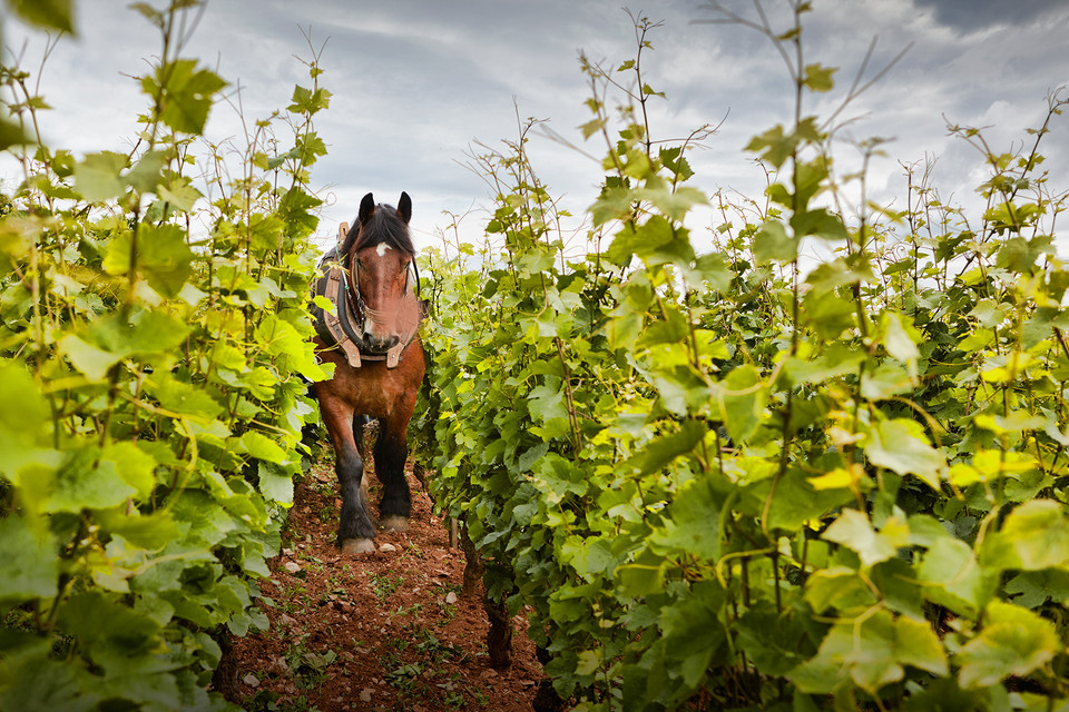 Domaine Michel Magnien