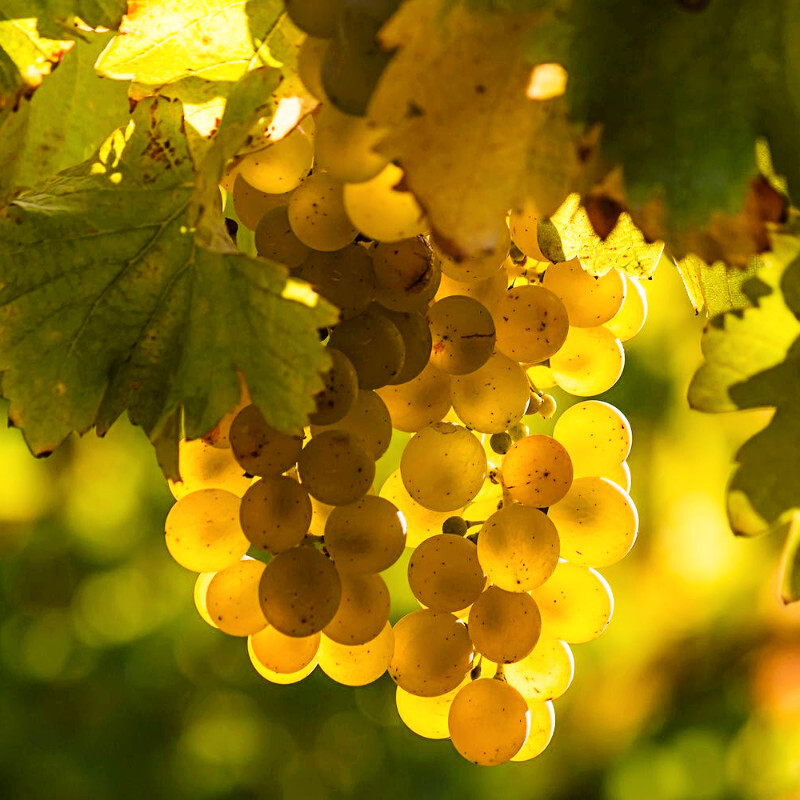 Sauvignon Blanc