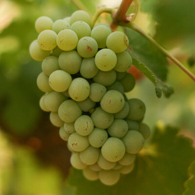 Chenin Blanc