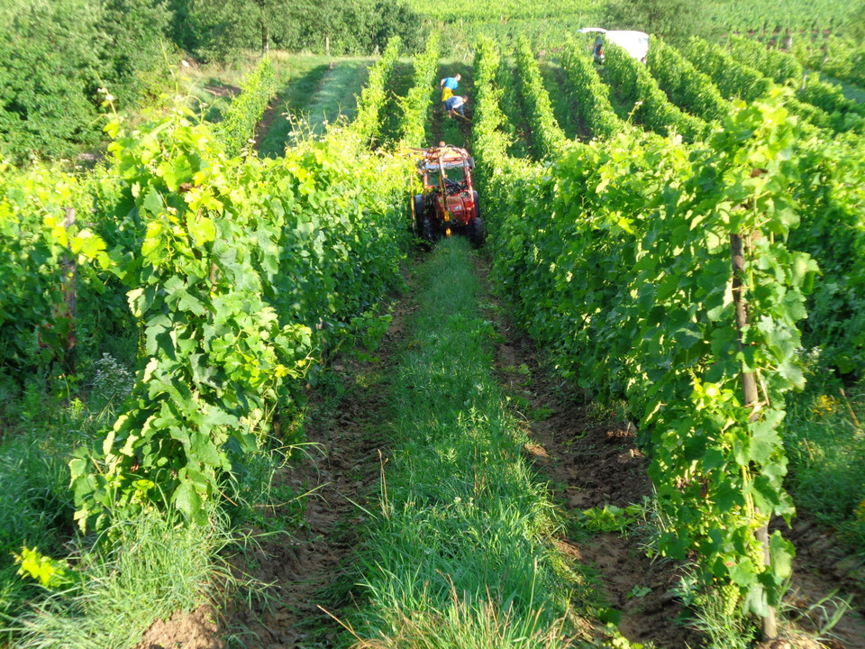 Domaine des Amphores