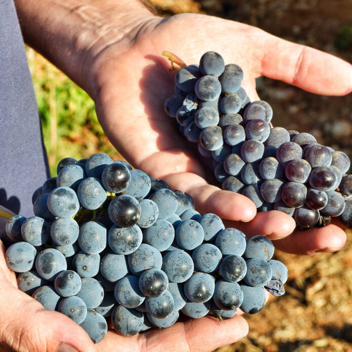 Nero d'Avola
