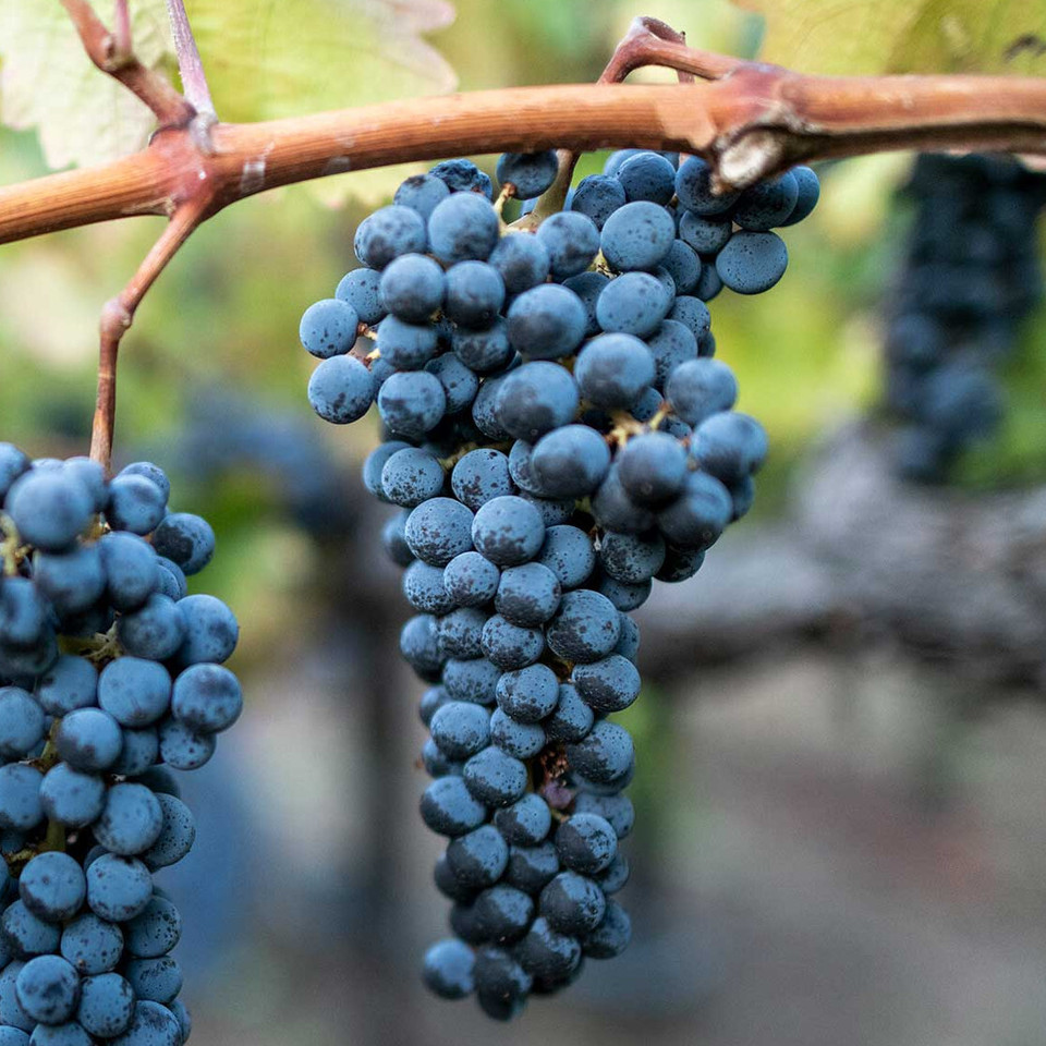 Cabernet Sauvignon