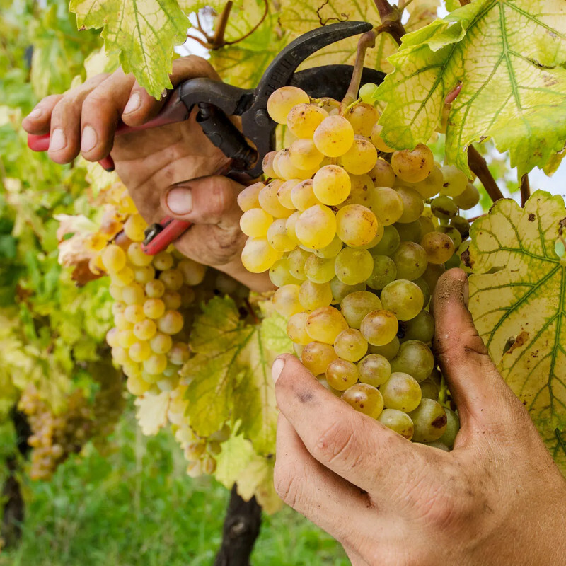 Malvasia