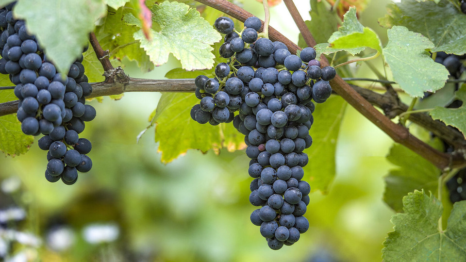 Syrah/Shiraz