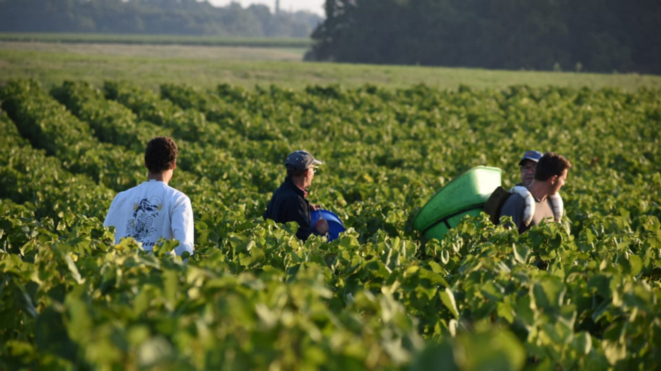 Domaine Chatellier