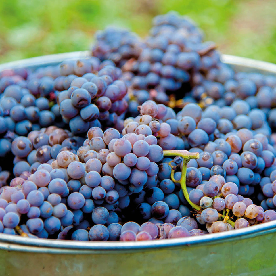 Cabernet Franc