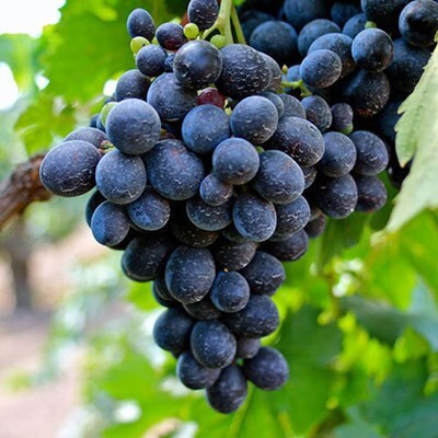 Cinsault