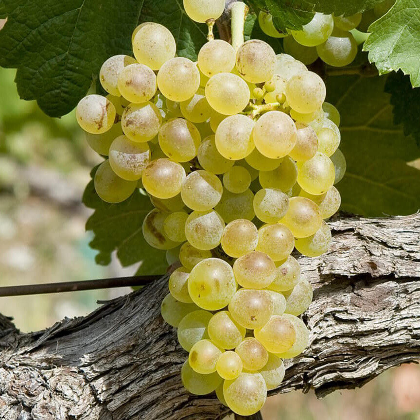 Clairette
