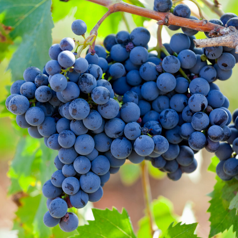 Primitivo