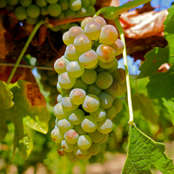 Roussanne