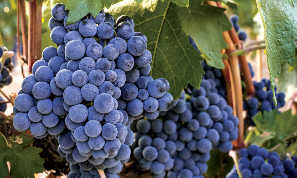 Tempranillo