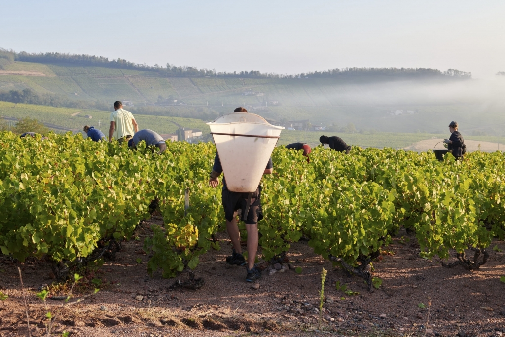 Harvesters picking Gamay grapes in a Beaujolais vineyard