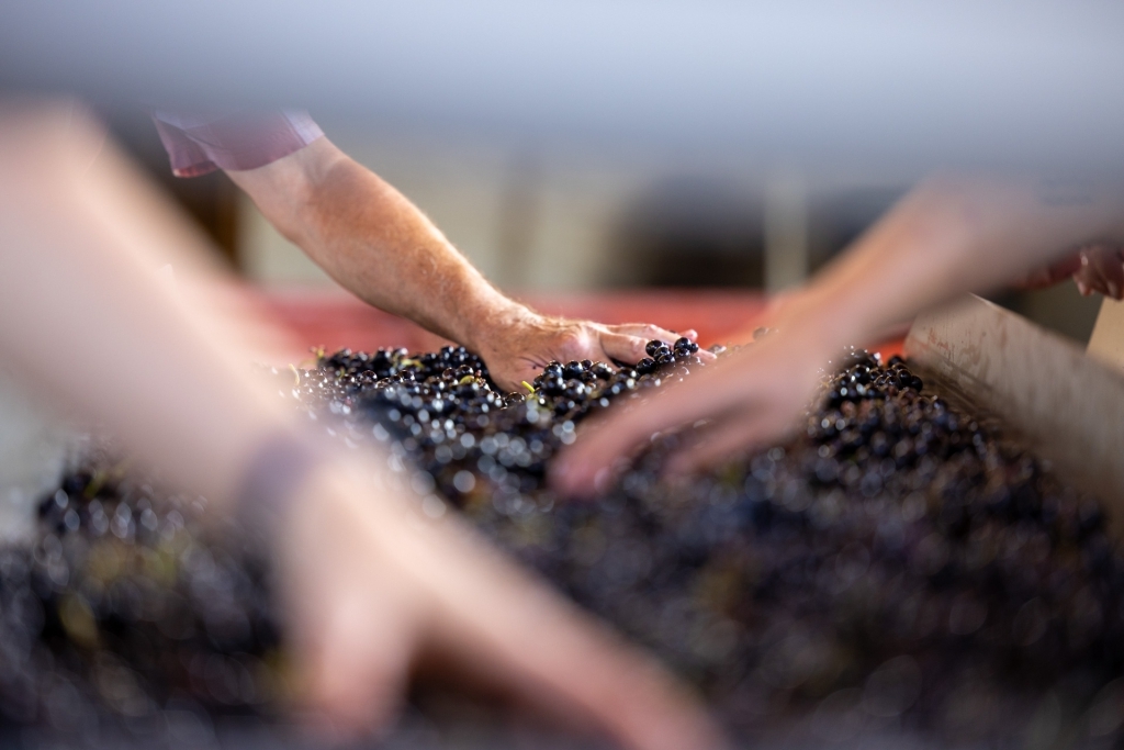 Hand sorting freshly harvested Gamay grapes in Beaujolais