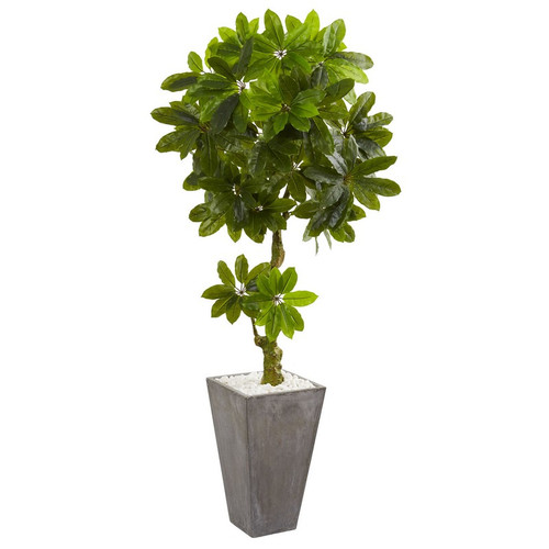 6 Schefflera Tree In Planter Uv Resistant Indoor Outdoor 5769 By Nearly Natural