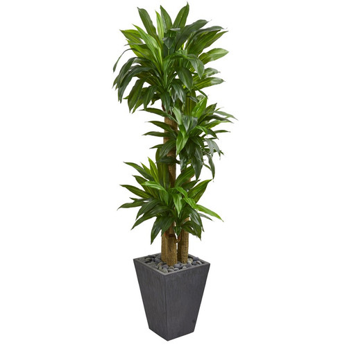 5 5 Cornstalk Dracaena Plant In Slate Planter Real Touch 6437 By Nearly Natural