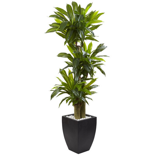 5 5 Corn Stalk Dracaena With Black Wash Planter 6869 By Nearly Natural