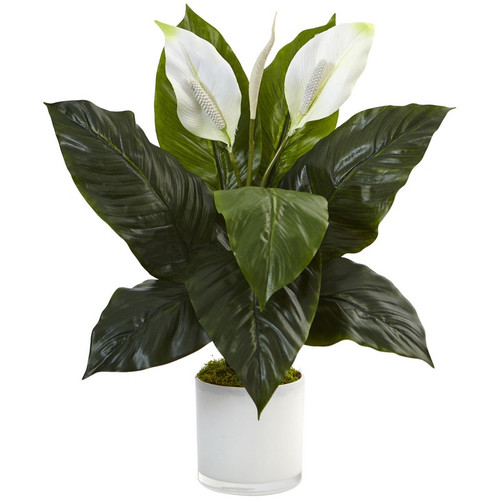 26 Spathifyllum In Glossy Glass Planter 6956 By Nearly Natural