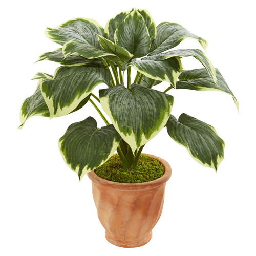 22 Variegated Hosta Artificial Plant In Terracotta Planter 8573 By Nearly Natural