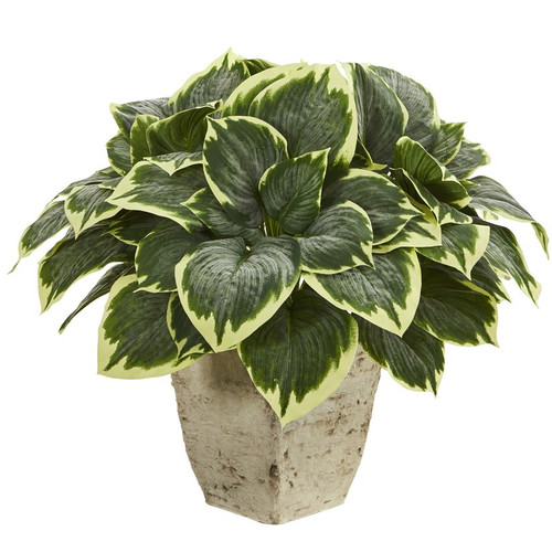 26 Variegated Hosta Plant In Country White Planter 8969 By Nearly Natural