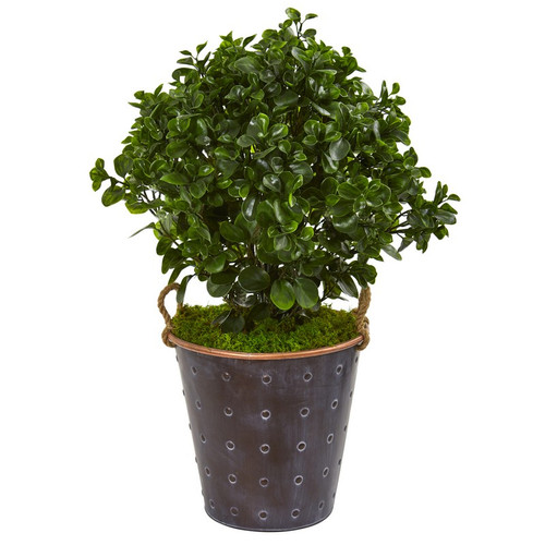 2 5 Peperomia Artificial Plant In Planter Uv Resistant 9489 By Nearly Natural