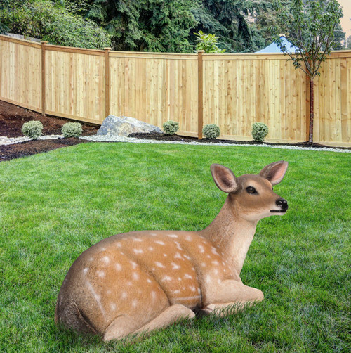 Fallow Deer Fawn Lying Down 12017077 By AFD