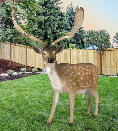 Fallow Deer Buck 12017079 By AFD
