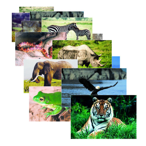 Stages Wild Animals Poster Set, Set Of 10 SLM151