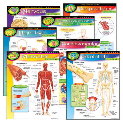 Trend The Human Body Learning Charts Combo Pack, Set Of 7 T-38913