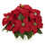 Poinsettia W White Wash Planter 1262 By Nearly Natural