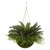13 Cycas Plant In Mossy Hanging Basket Indoor Outdoor 4286 By Nearly Natural