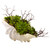 Succulent Garden W/Seashell 4851 By Nearly Natural