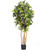 5 Croton Tree W 300 Lvs 5180 By Nearly Natural