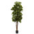 6 Fiddle Leaf Fig Tree X 6 W 270 Lvs 5346 By Nearly Natural