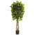 5 5 Ficus Tree Uv Resistant X 5 W 840 Lvs Indoor Outdoor 5380 By Nearly Natural