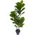 65" Fiddle Leaf Tree Uv Resistant (Indoor/Outdoor) 5449 By Nearly Natural