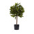 2 Sweet Bay Mini Ball Topiary W 259 Lvs 5464 By Nearly Natural