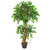 4 Variegated Ficus Artificial Tree 5544 By Nearly Natural